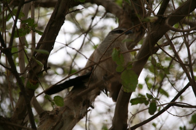 oiseau masqué.JPG