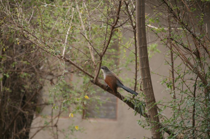 Coucal à sourcils blancs.JPG