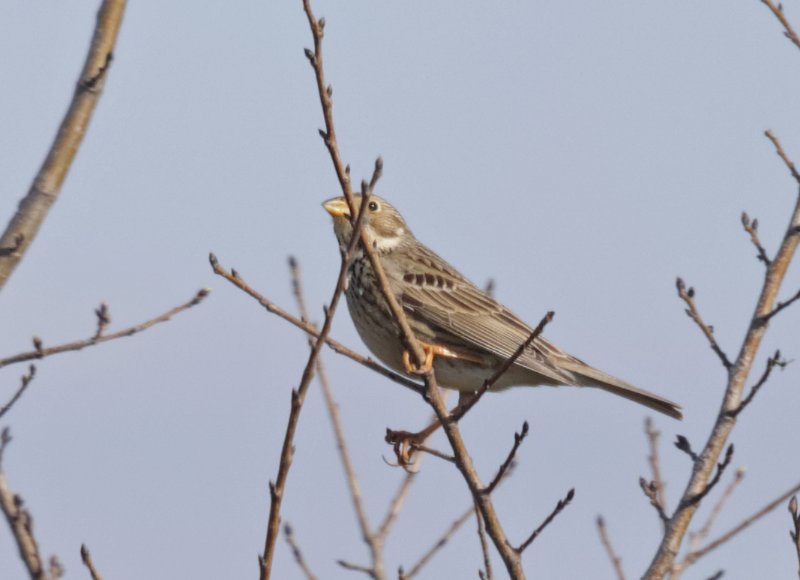 IMGR_040636_R.jpg