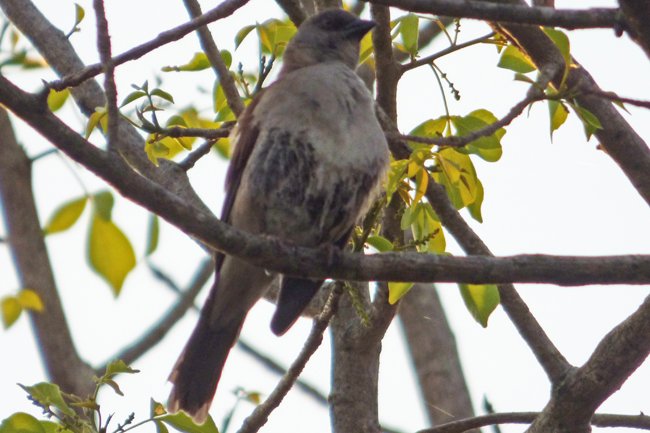 P1090553-1.jpg