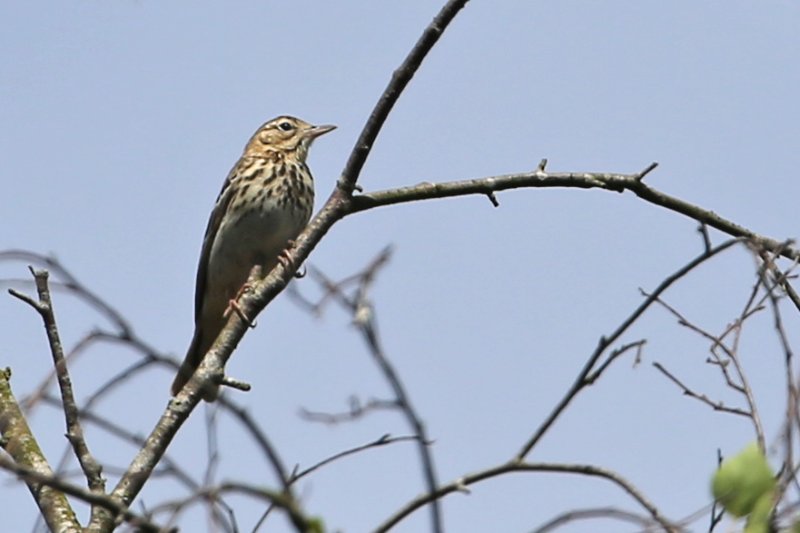 Pipit_FereEntardenois_20220515_2123.jpg