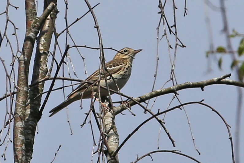 Pipit_FereEnTardenois_20220515_2130.jpg