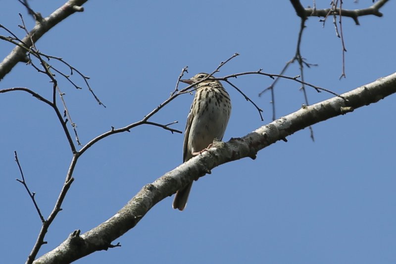 Pipit_FereEnTardenois_20220515_2155.jpg