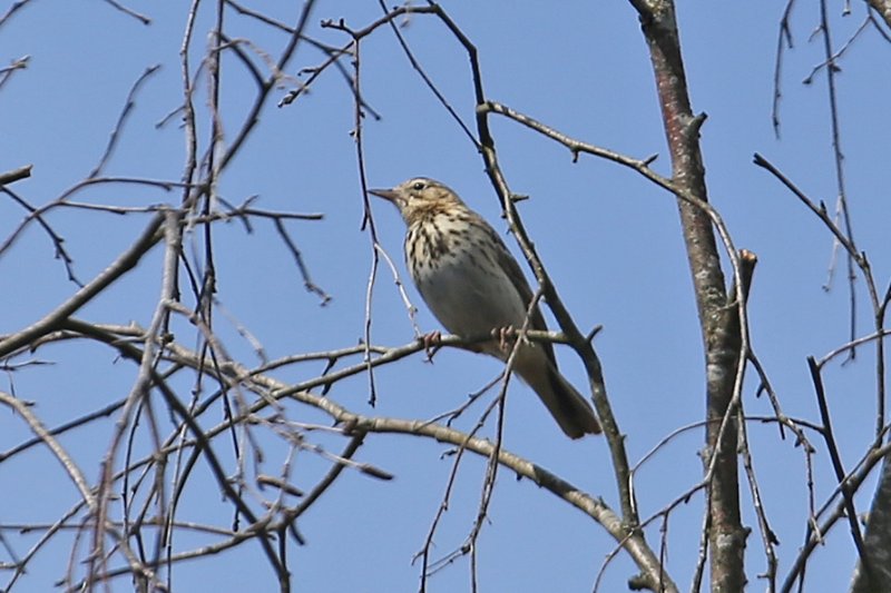 Pipit_fereEnTardenois_20220515_2169.jpg