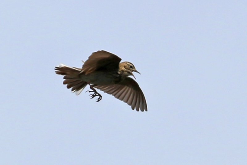 Pipit_FereEnTardenois_20220525_2133.jpg