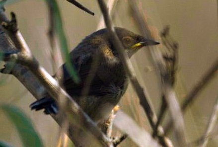 Oiseau mystère.jpg