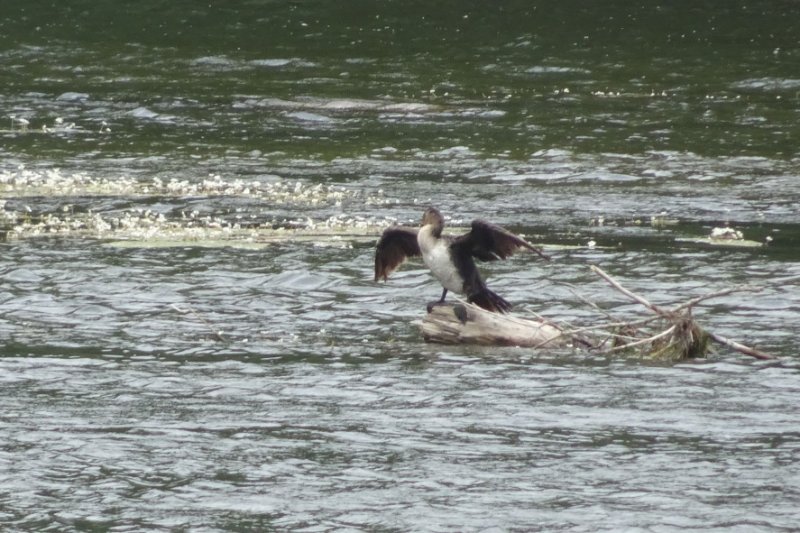 St Dyé sur Loire oiseau.JPG