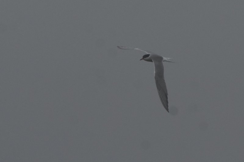 DSC_0178.JPG