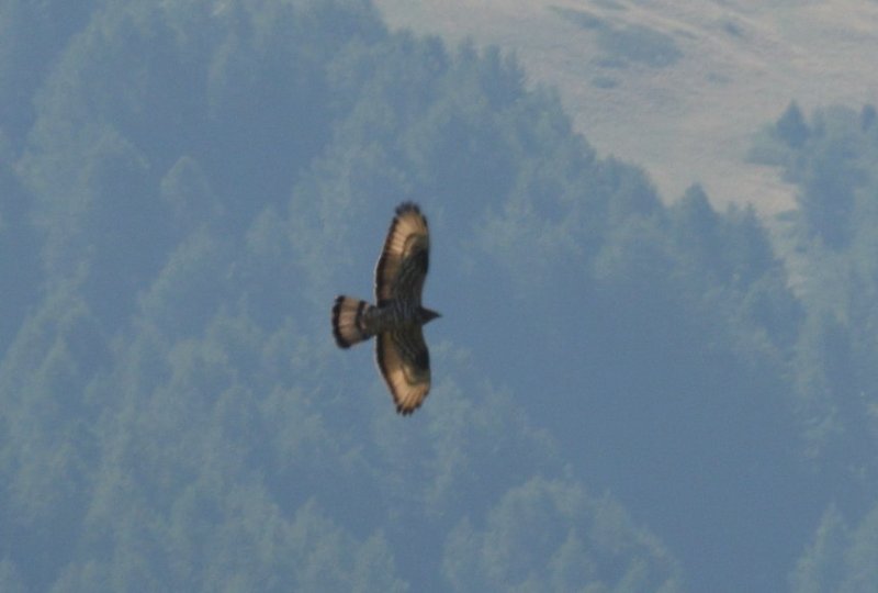 DSC_1445.JPG
