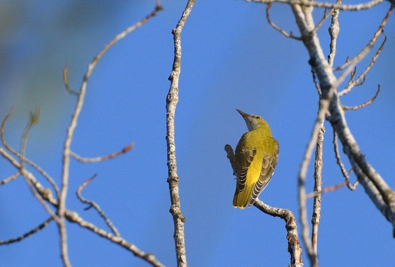 DSC_1620_01.JPG