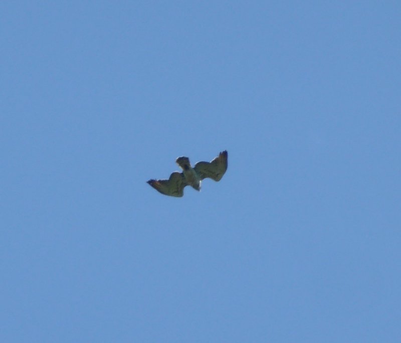 P1470900.jpg