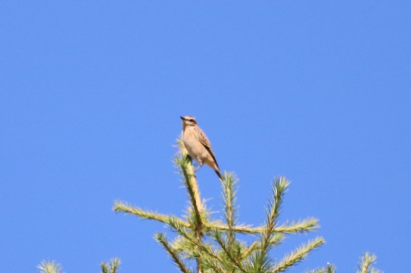 IMG_9747.JPG
