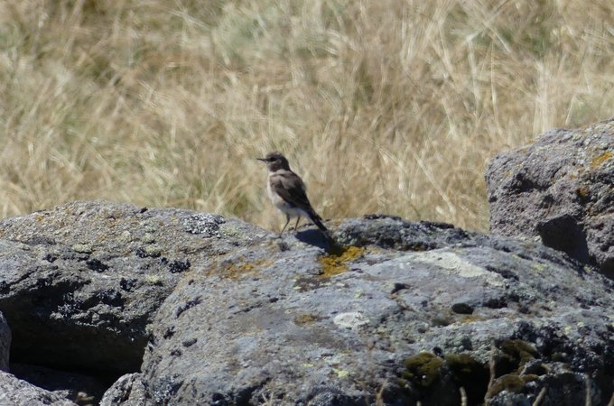 Oiseau inconnu.jpg