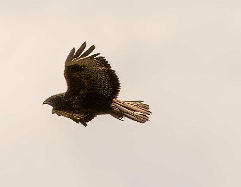 _78A6128-Modifier-1.jpg