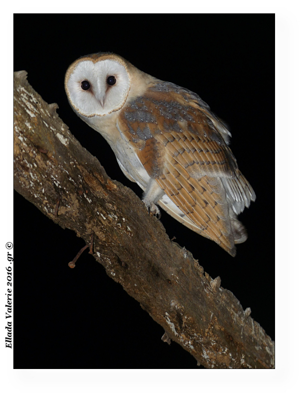 Tyto alba guttata5.JPG