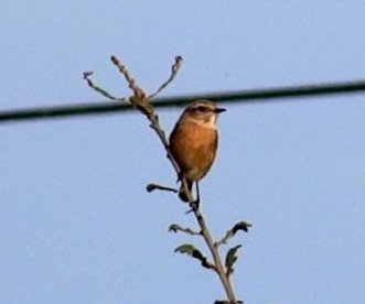 quel_est_cet_oiseau_1.jpg