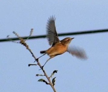 quel_est_cet_oiseau_3.jpg