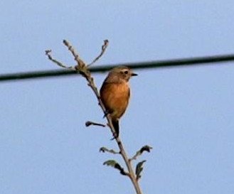 quel_est_cet_oiseau_4.jpg