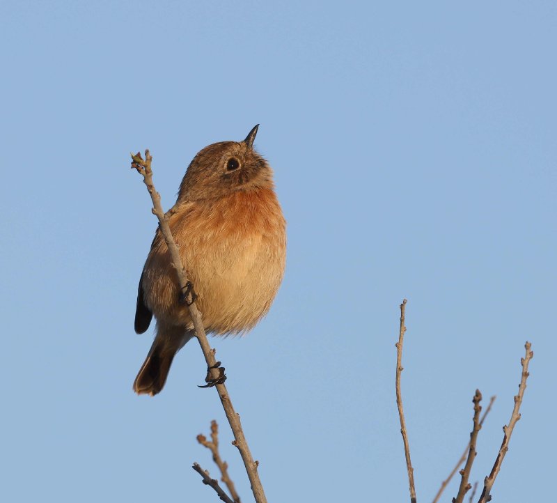 oiseau_sarzeau.JPG