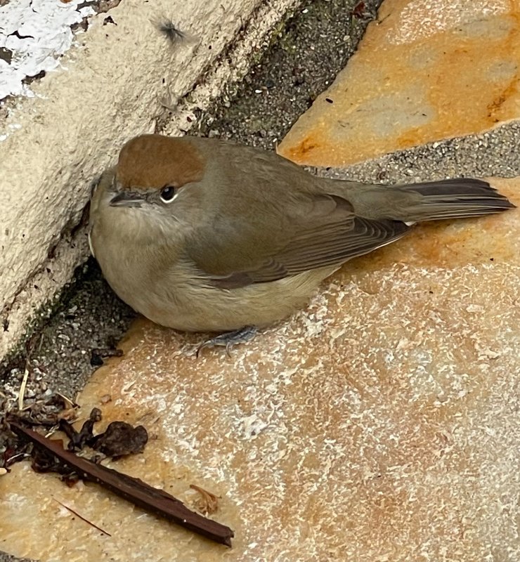 Oiseau du jardin.jpg