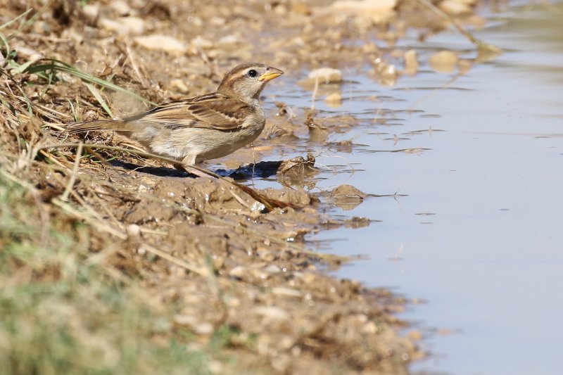 06 - Moineau domestique-ok2.JPG