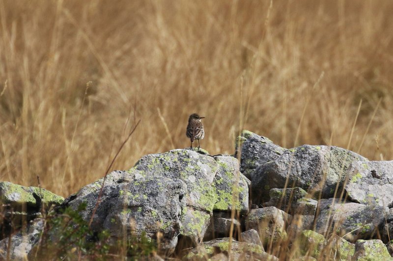 20 - Pipit Indéterminé-ok2.JPG