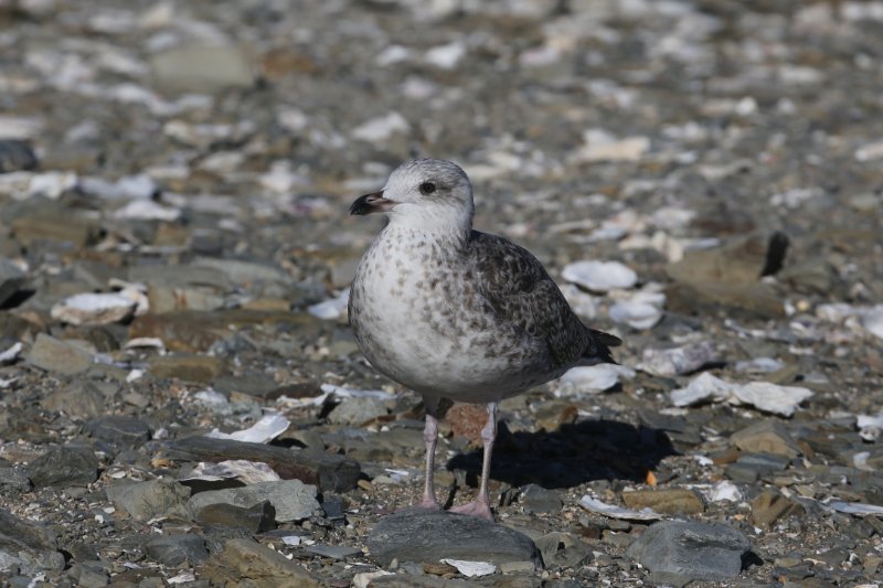 Goeland_Cancale_20220824_4758.jpg