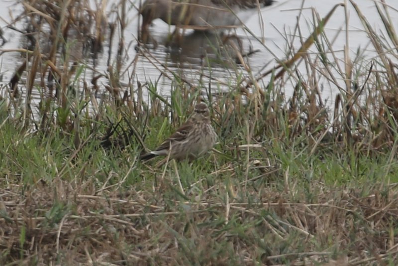 Pipit_Gironde_20221029_4865.jpg