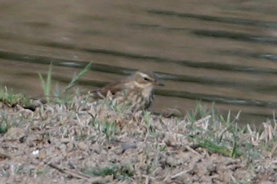 Pipit_Gironde_20221029_5095.jpg