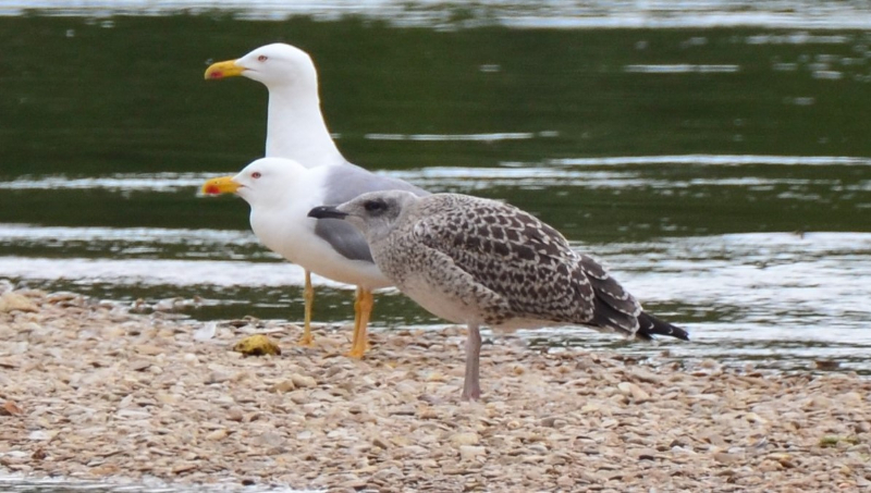 Goéland leucophée famille 2.jpg