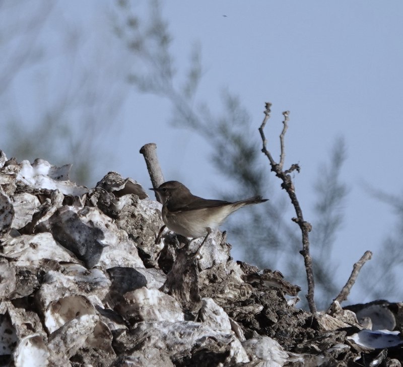 2022-11-13 - Le Teich Pouillot ssp.JPG