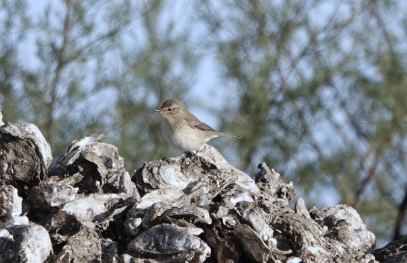 2022-11-13 - Le Teich Pouillot ssp2.JPG