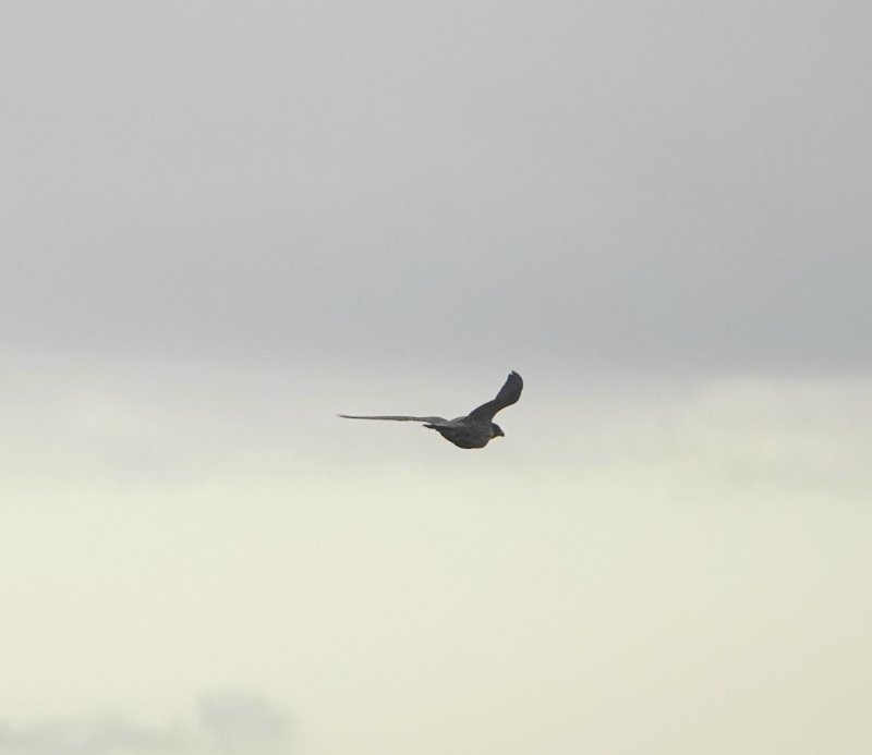 DSC04202.JPG