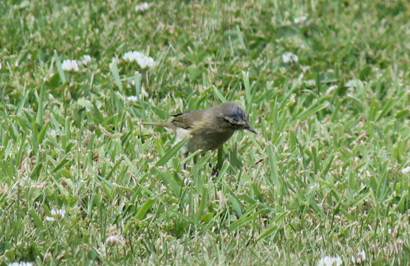 Oiseau inconnu 20220620.png