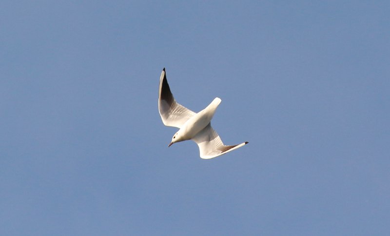 Mouette sp.jpg