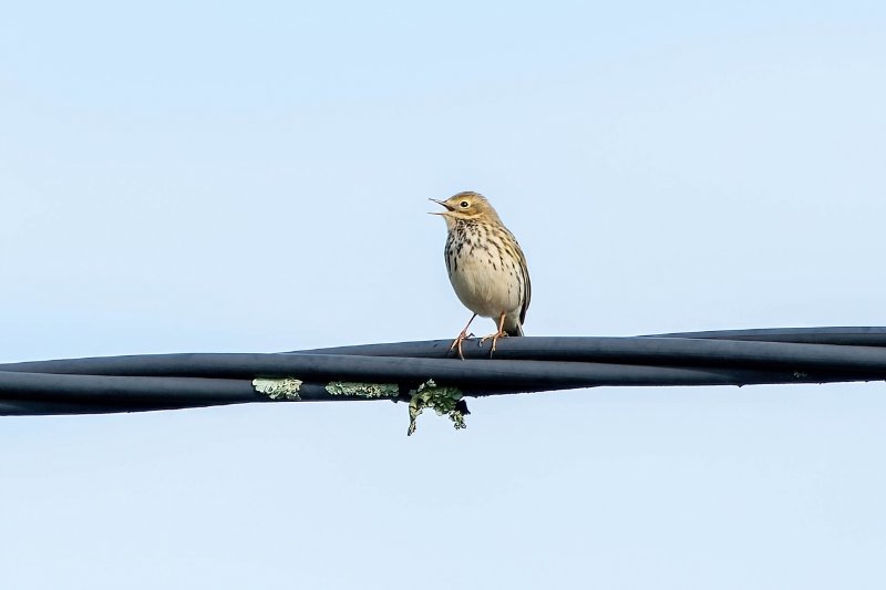 Pipit-farlouze-1LrcDnPf-StPierreDeLages-1122.jpg