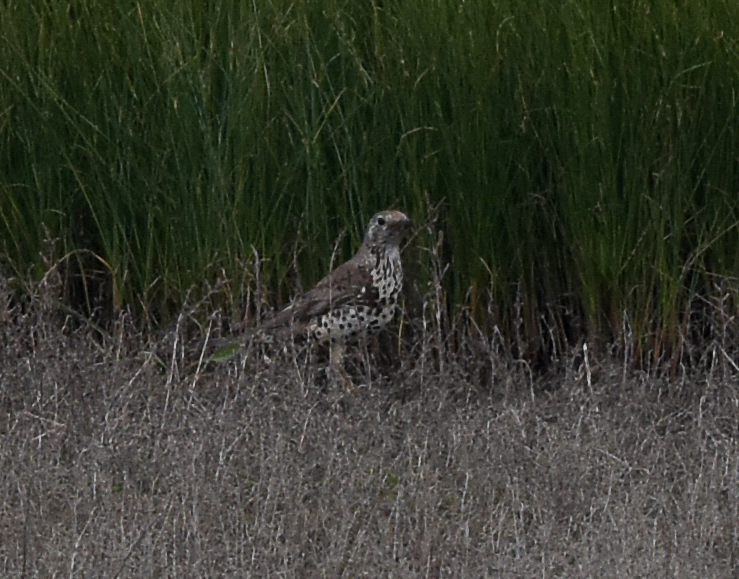 DSC_1198s - Grive draine.jpg