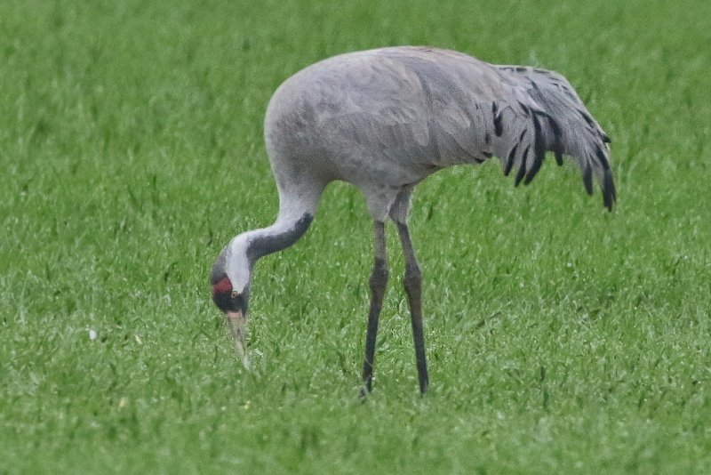 Grues yeux dorés 1.JPG