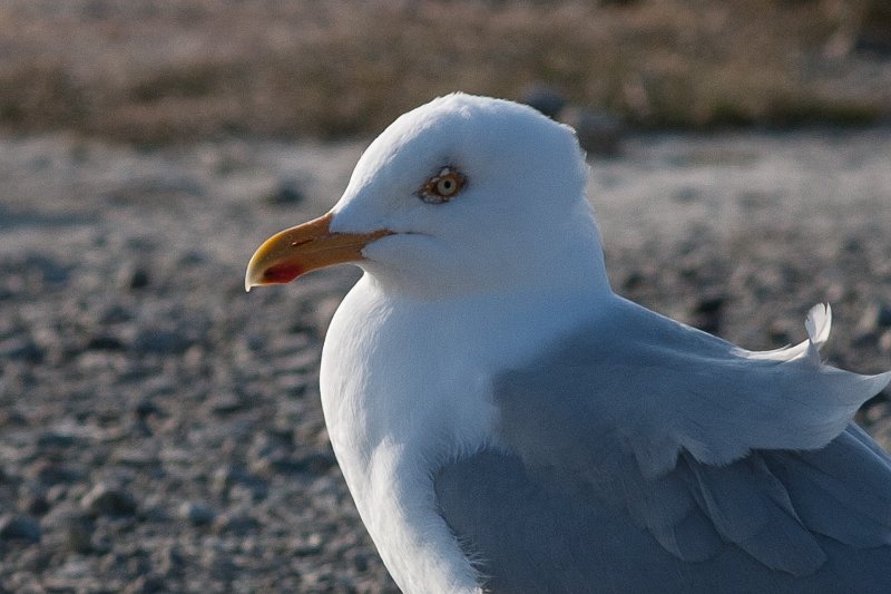 Goéland argenté_0390.jpg