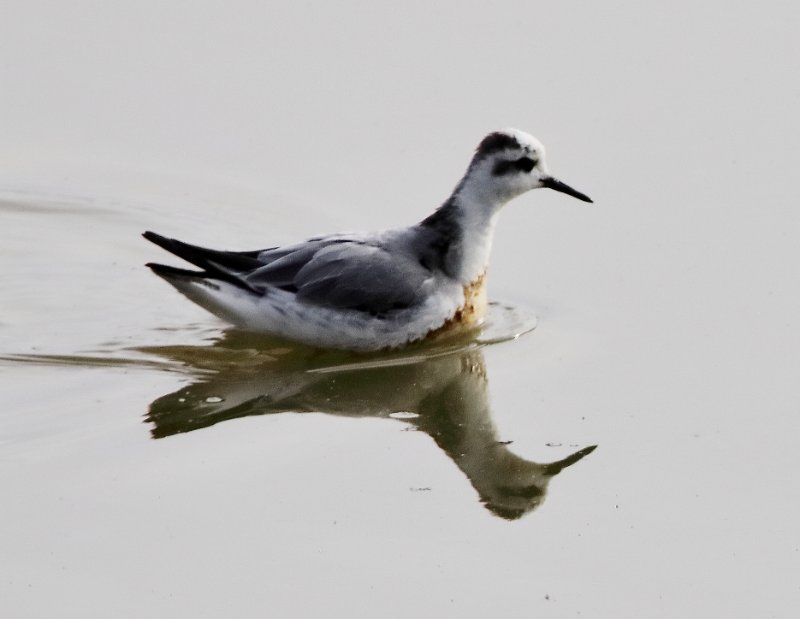 Phalarope à bec étroit.jpg