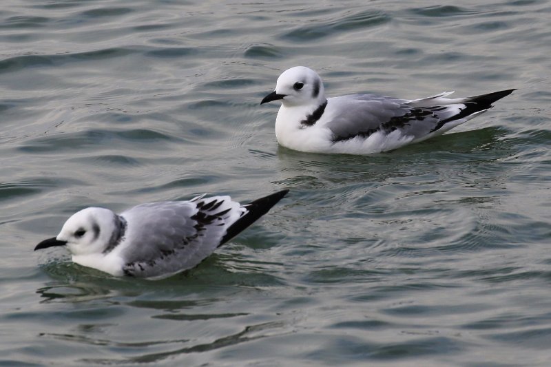 06 - Mouette tridactyle-ok2.jpg