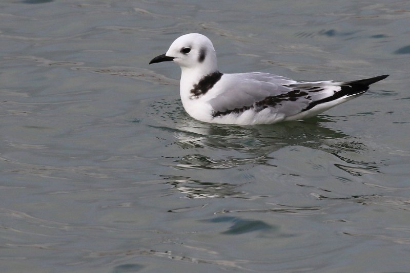 05 - Mouette tridactyle-ok2.jpg