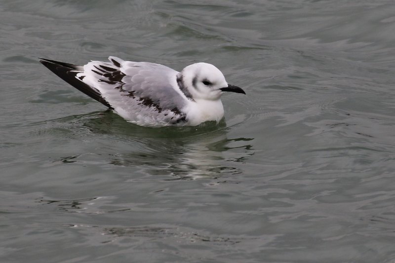 01 - Mouette tridactyle-ok2.jpg