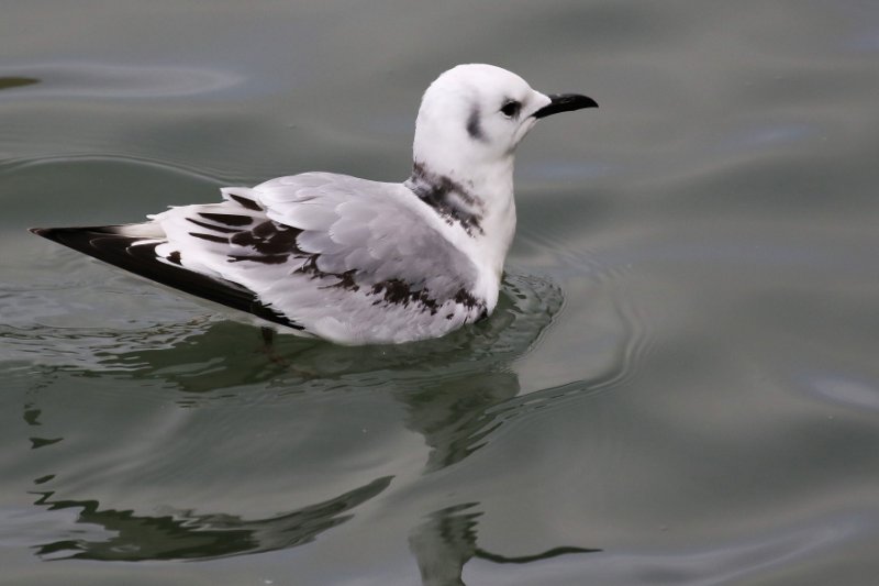 03 - Mouette tridactyle-ok2.jpg