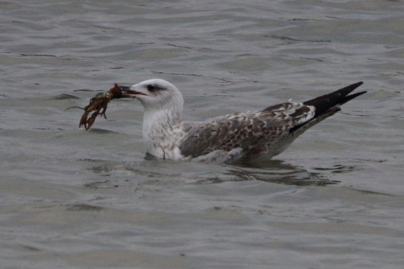 IMG_4500_goeland à l'écrevisse.JPG