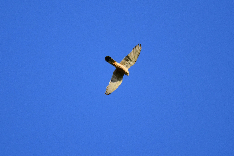 DSC_0805.JPG