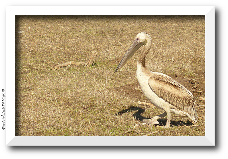 Juvenile White Pelican ( Pelecanus onocrotalus) (1).JPG