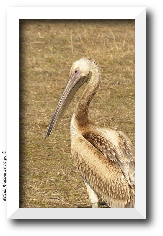 Juvenile White Pelican ( Pelecanus onocrotalus) (5).JPG