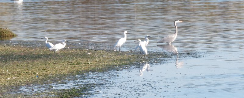 Petite Camargue 110 (2).JPG