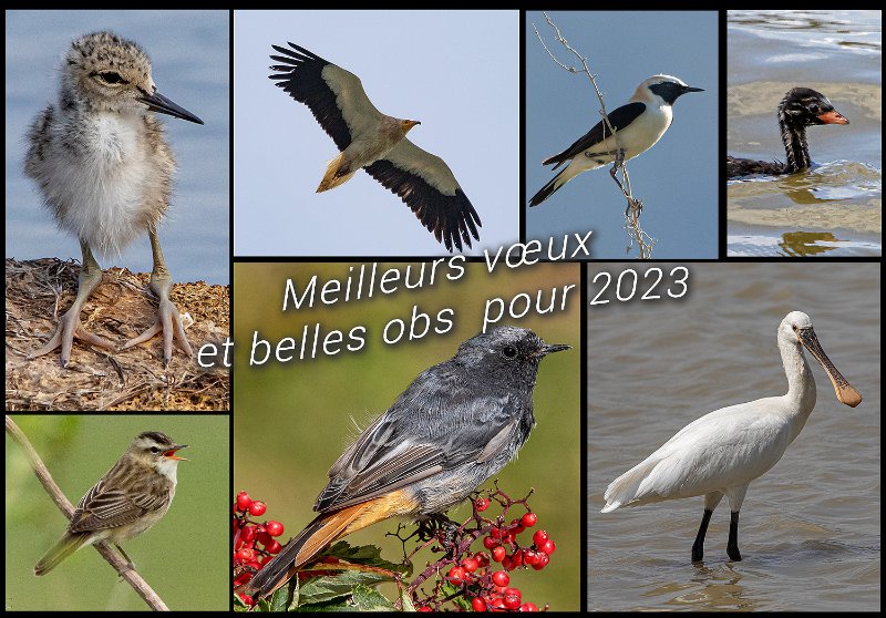 Oiseaux.jpg